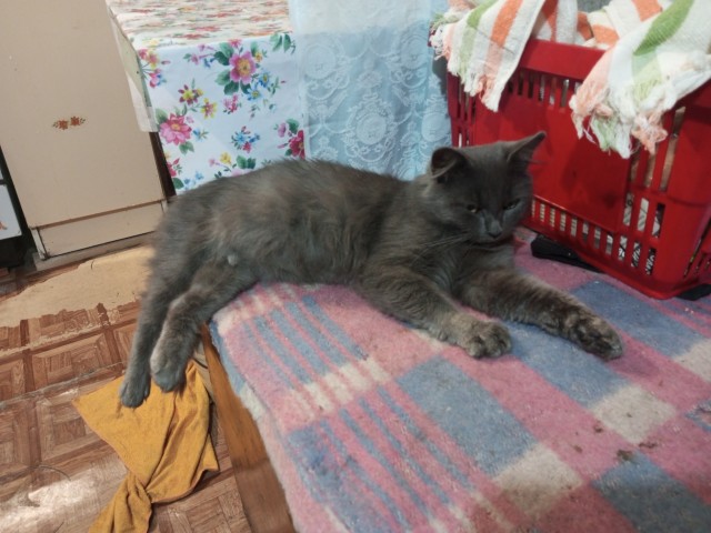 К-котовторник
