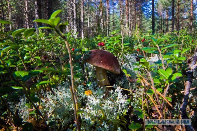 Выбрались за грибами.