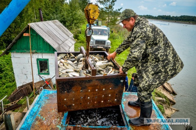 Ловцы грез: репортаж из белорусского рыбхоза