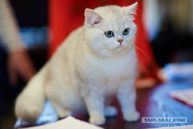 Котовторник 04.03.2014