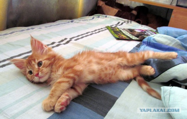 Котовторник 6.05.2014