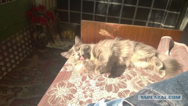 Боитесь взять котенка с улицы или из приюта?