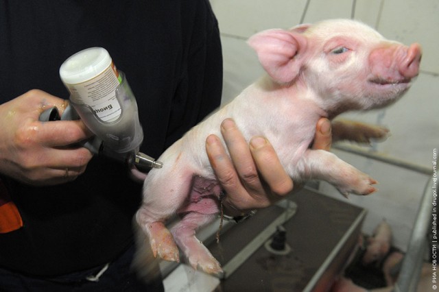 Путь Пятачка: от поросенка до антрекота