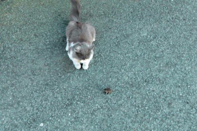 Кошки-мышки или шанс на жизнь