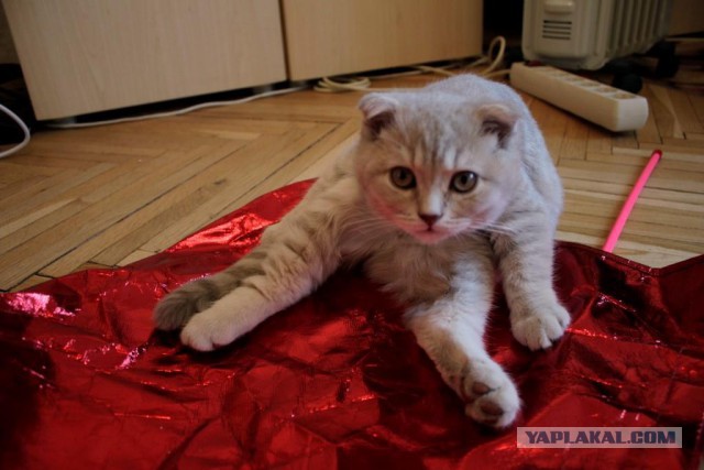 Котовторник 22.07.14