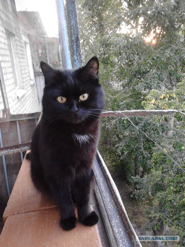 Говорящий Котейка