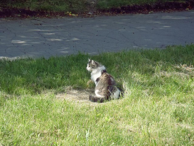 Котовторник 26.08.14.