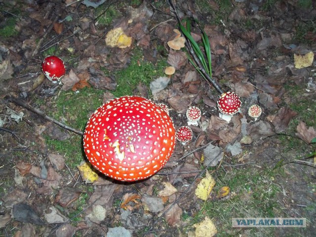 Жизнь домашнего приюта для котеек 26