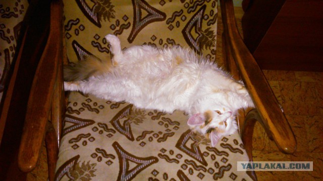 Котовторник 30.09.2014