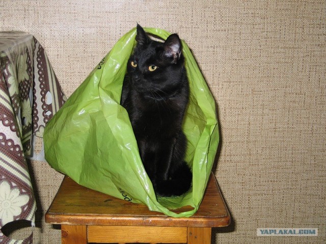 Рисованный котовторник