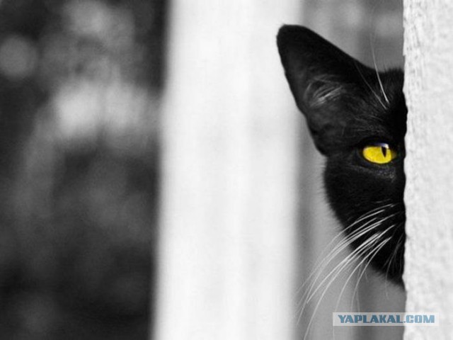 Котовторник 04.11.2014