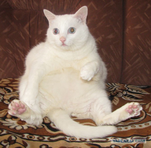 Котовторник 2.12.14