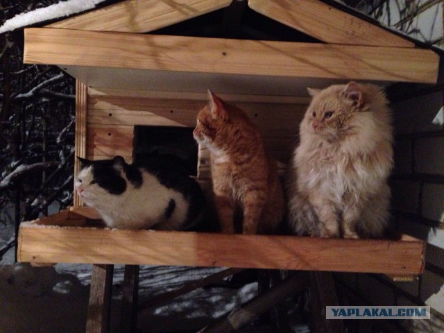 Зима, КотЭдж.