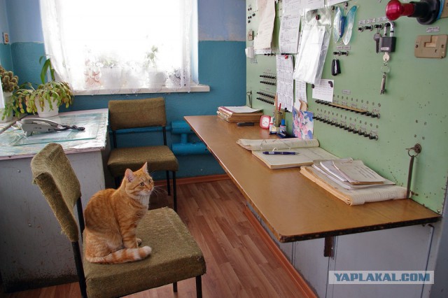 Котовторник