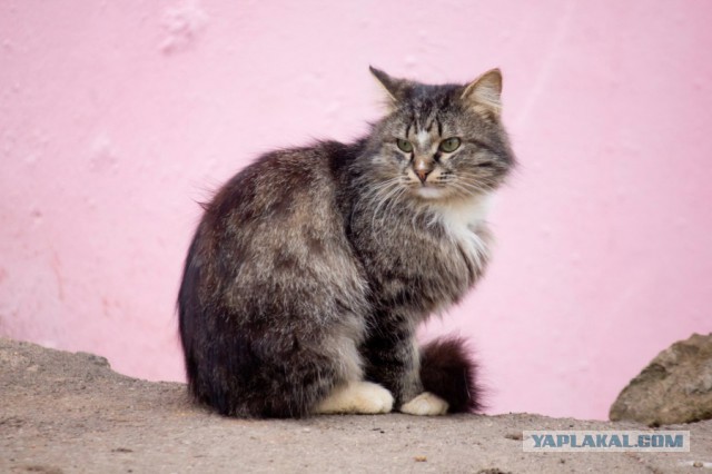 Котовторник 07 04 2015