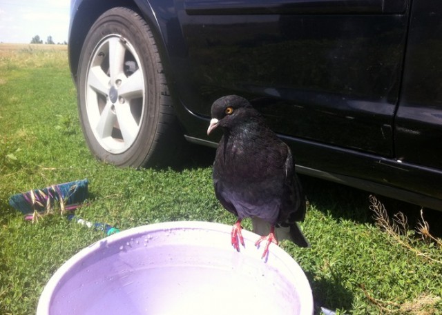 Наглые пернатые морды