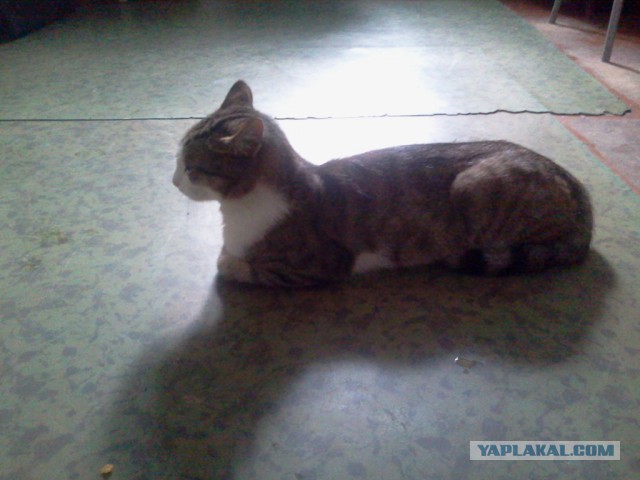 Котовторник 28.07.2015