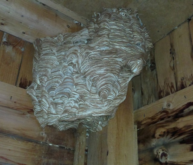 Коттедж опасных соседей