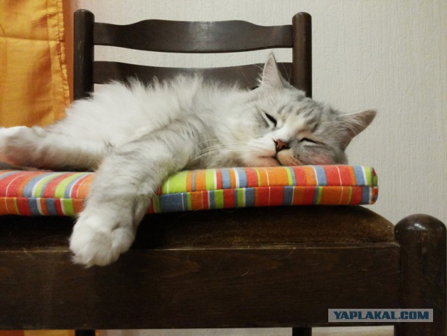 Котовторник 17.11.2015