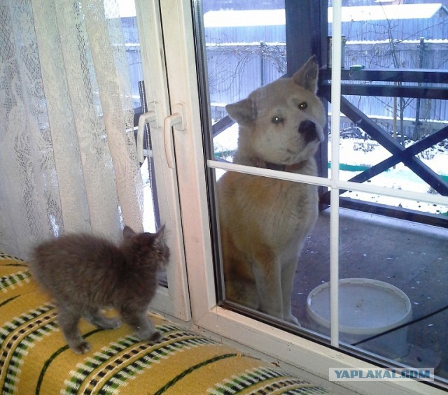 Четверг? тогда собакены