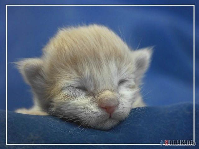 Коты, кошки, котята