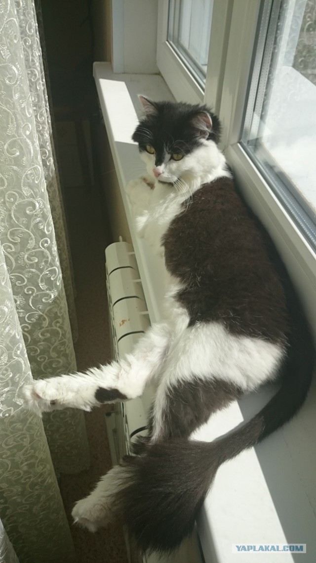История одной кошки