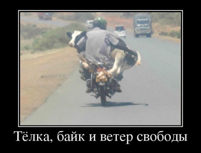 Забавные картинки из Сети