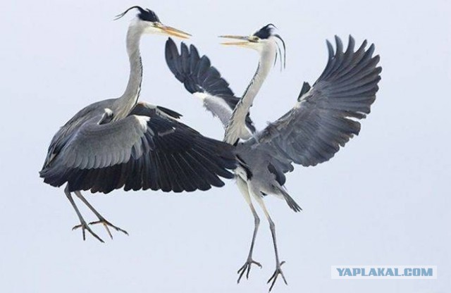 Эти глаза напротив. Калейдоскоп.