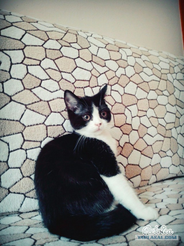 Котовторник. Алиса. Одно из лучших творений природы.