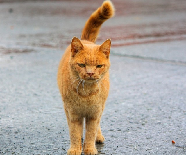 10 брутальных уличных котов