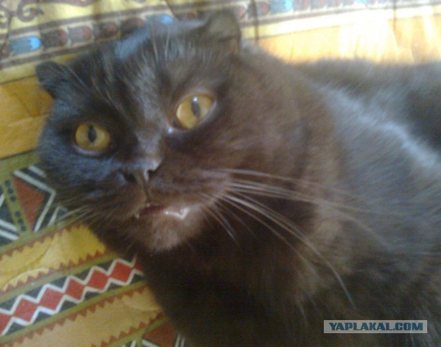 Выглядывающие коты