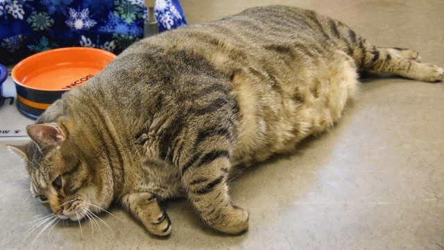 Коты из сети