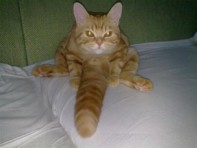 Коты из сети