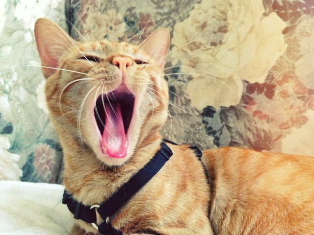 Коты из сети