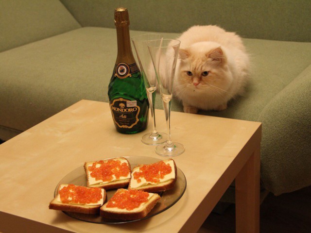Коты из сети