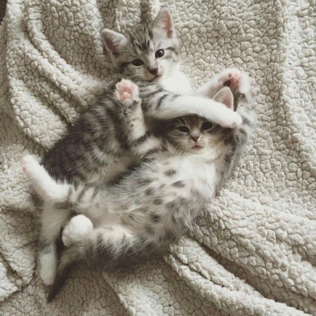 Коты из сети