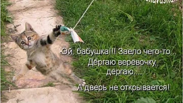 Коты и Кошки