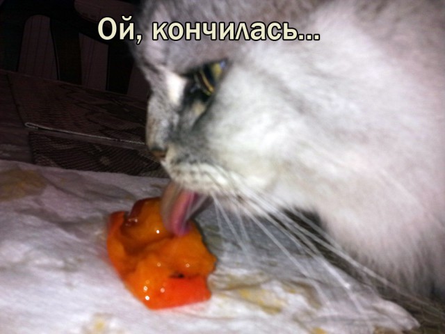 Мой кот. Это нормально?