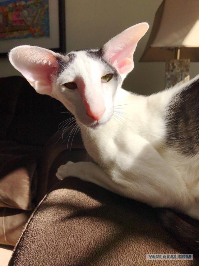 Котовторник 14.03.2017