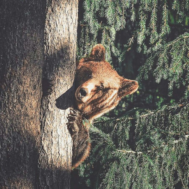 Самые смешные животные