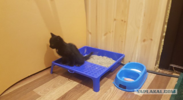 Коты и Кошки