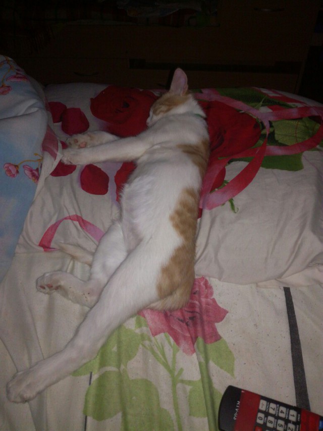 Коты и Кошки