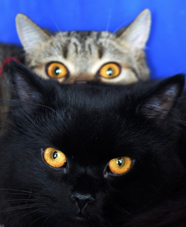Коты и Кошки