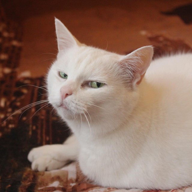 Кот без прикрас