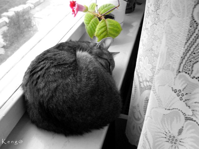 Котомет на вторник 08.04.08