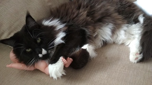 Котовторник 19.06.2018