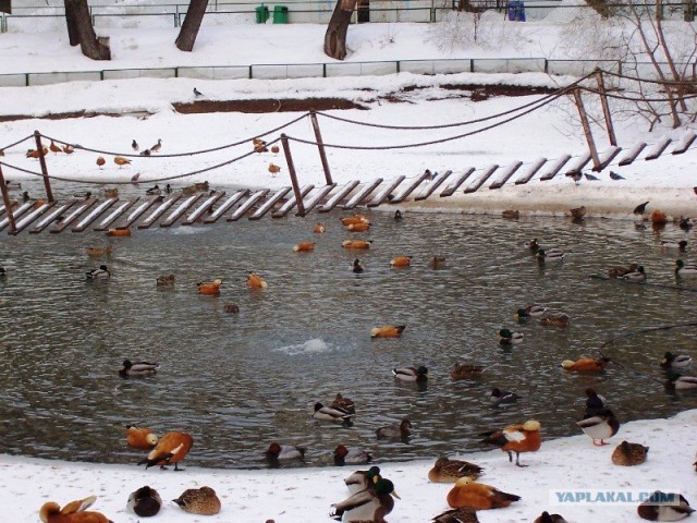 Московский зоопарк