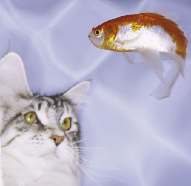 УРРААА ! Котовторник на ЯПлакалъ !