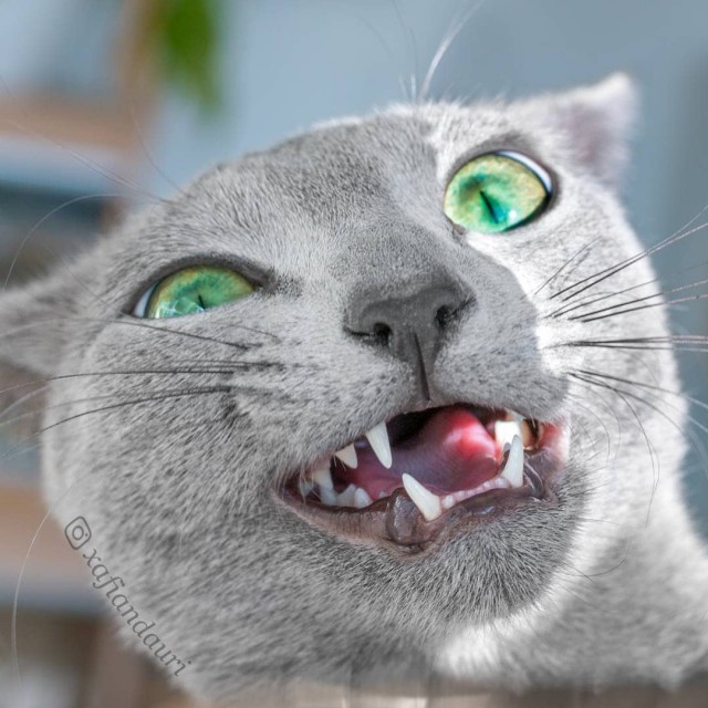 Прикольных котов пост