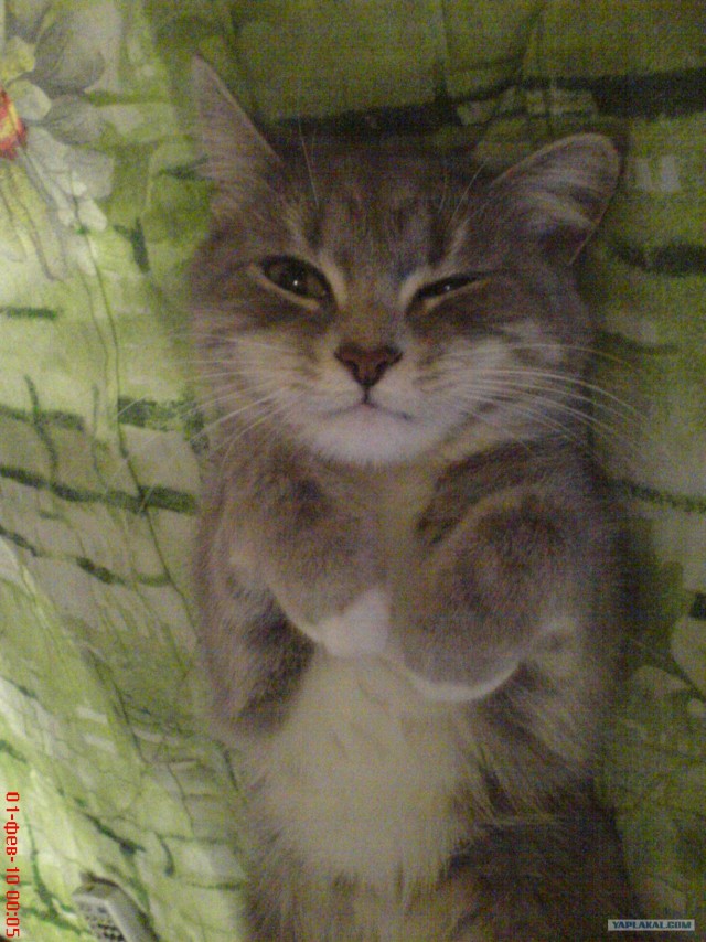 Котятовторник